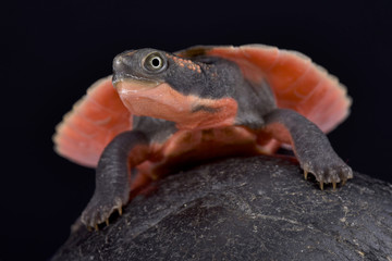 Obraz premium Pink-bellied turtle, Elseya schultzei