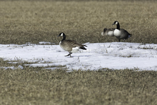 Canada Geese in Field with Snow