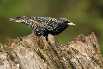 Star auf einem Baumstumpf