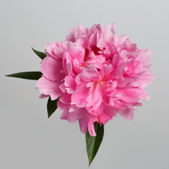 Pink peony flower isolated on a gray background.