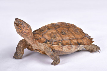 Giant Asian pond turtle, Heosemys grandis