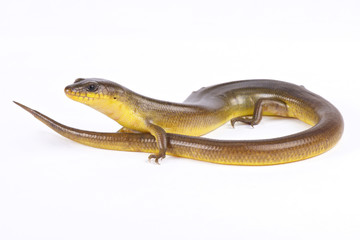 Yellow diving skink, Amphiglossus astrolabi