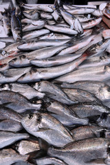 showcase of seafood in the sea market