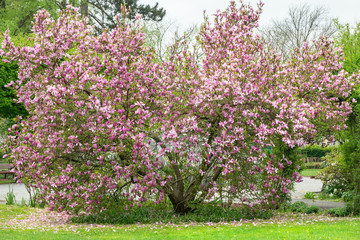 Obraz premium Magnolie im Park