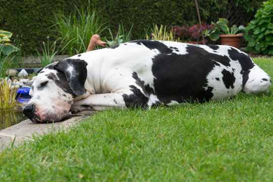 Great dane relaxing in the garden ;)