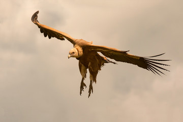 Big brown vulture in flight