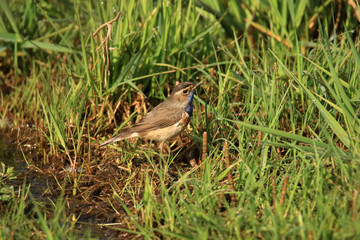 Blaukehlchen im Gras
