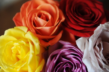 Obraz premium Floral background. Texture of multicolored roses closeup