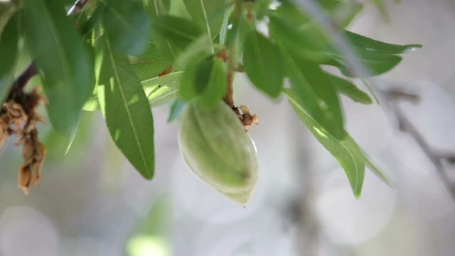 Albero di mandorle