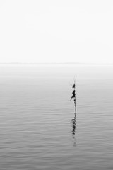 single tree in body of water