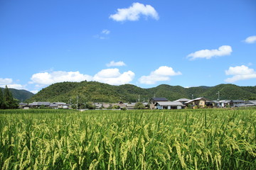 Fototapeta na wymiar 京都、嵯峨野の田園風景
