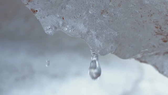 Drops From Melting Snow