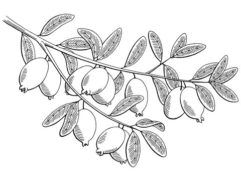 Feijoa fruit graphic branch black white isolated sketch illustration vector