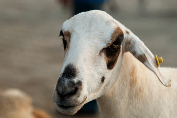 Fototapeta premium sheep