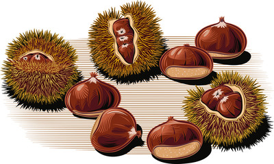 Urchin open chestnuts, with chestnuts on a white background.