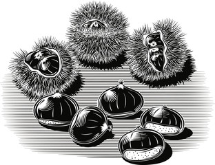 Urchin open chestnuts, with chestnuts on a white background.