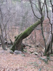 travel, nature, landscapes, trees, stones, road