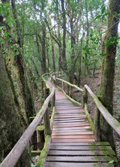 old wood walking path  through the jungle