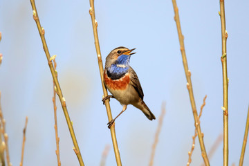 Blaukehlchen