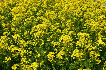 菜の花