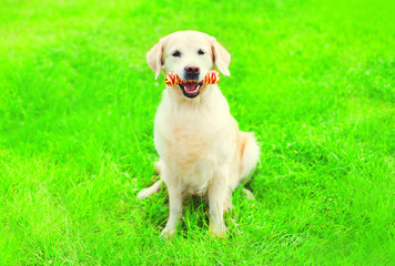 Golden Retriever dog with a rubber bone toy on the grass on a summer day