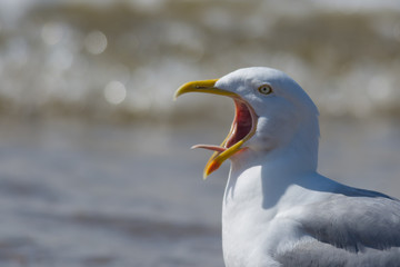 Seagull Calling Tongue Showing
