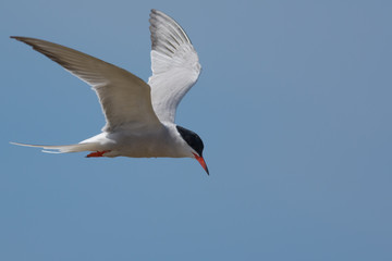 Tern Flying Against a Blue Sky