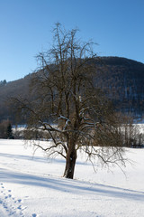 Fototapeta na wymiar Winter an der Schwäbischen Alb