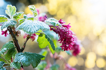 Red Ribes sanguineum flowers with rime frost and blurred yellow flowers in the background