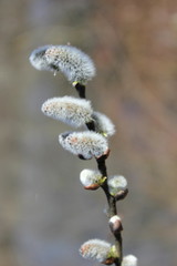 Palmweide: Bl&uuml;hende Weidenk&auml;tzchen