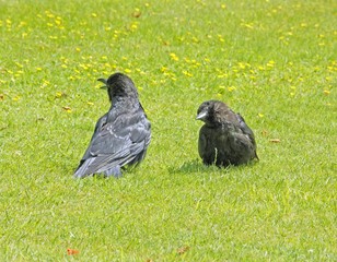 Deux jeunes corbeaux en discussion. Langage animalier