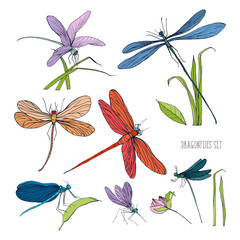 Set of various dragonflies in different poses © Good Studio