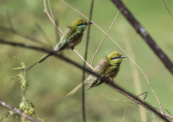 Pair of little green bee-eaters on perch