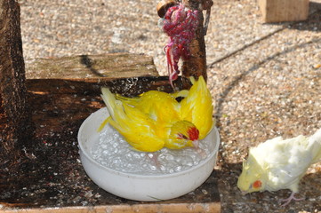 Kakariki front rouge lutino qui de baigne  © Virginie Gomes