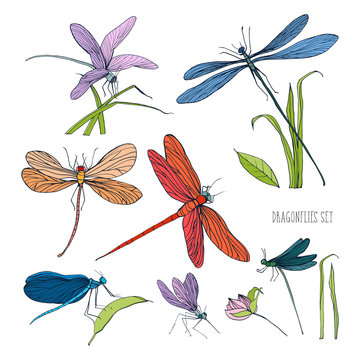 Set of various dragonflies in different poses