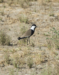 Spur winged plover stood in grass