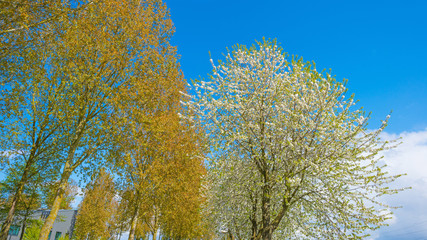 Blossoming tree in a blue sky in spring