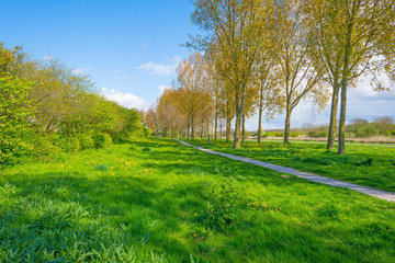 Fototapeta na wymiar Row of trees in a field along a canal in spring