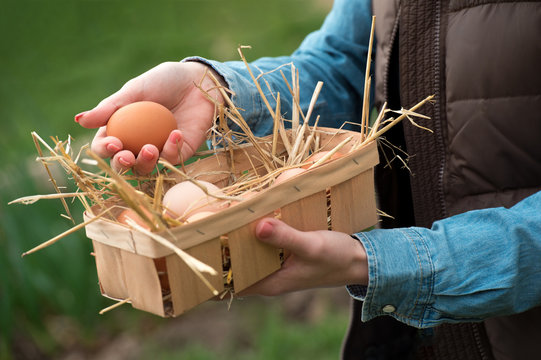 A hand holding a fresh chicken egg and organic eggs in a basket with nest straw, soft focus