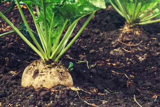 Sugar Beet Root Crop