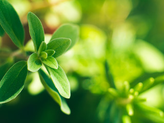 Home garden growing marjoram herb outdoors. Spring summer nature. Macro shot