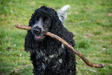 Black dog (Cocker Spaniel) with a stick in his teeth playing on the green grass