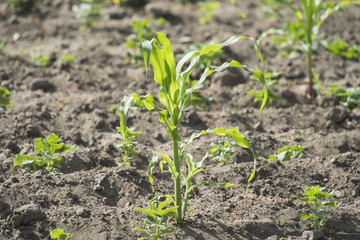 Seedlngs growing in a garden