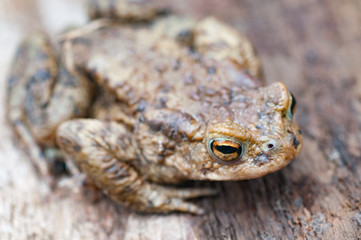 earth frog (bufonidae) sitting on brown wooden background