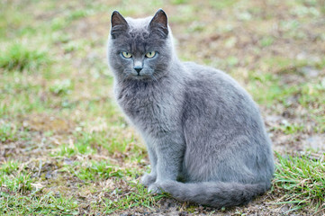 Naklejka na ściany i meble Portrait of gray cat with green eyes sitting on grass