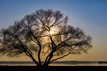 Fototapeta na wymiar lonely big tree silhouette at lake coast against sunset sky