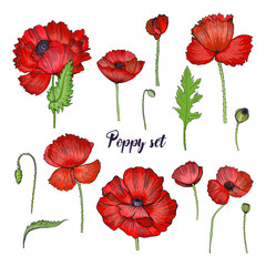 Set of various poppy. Red flower collection. Colorful hand drawn illustration.