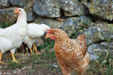 Free range organic chickens in springtime