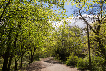 Fototapeta na wymiar Spring - the sun shines through trees at a path