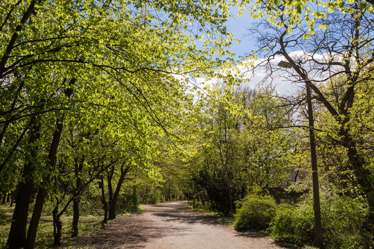 Spring - the sun shines through trees at a path